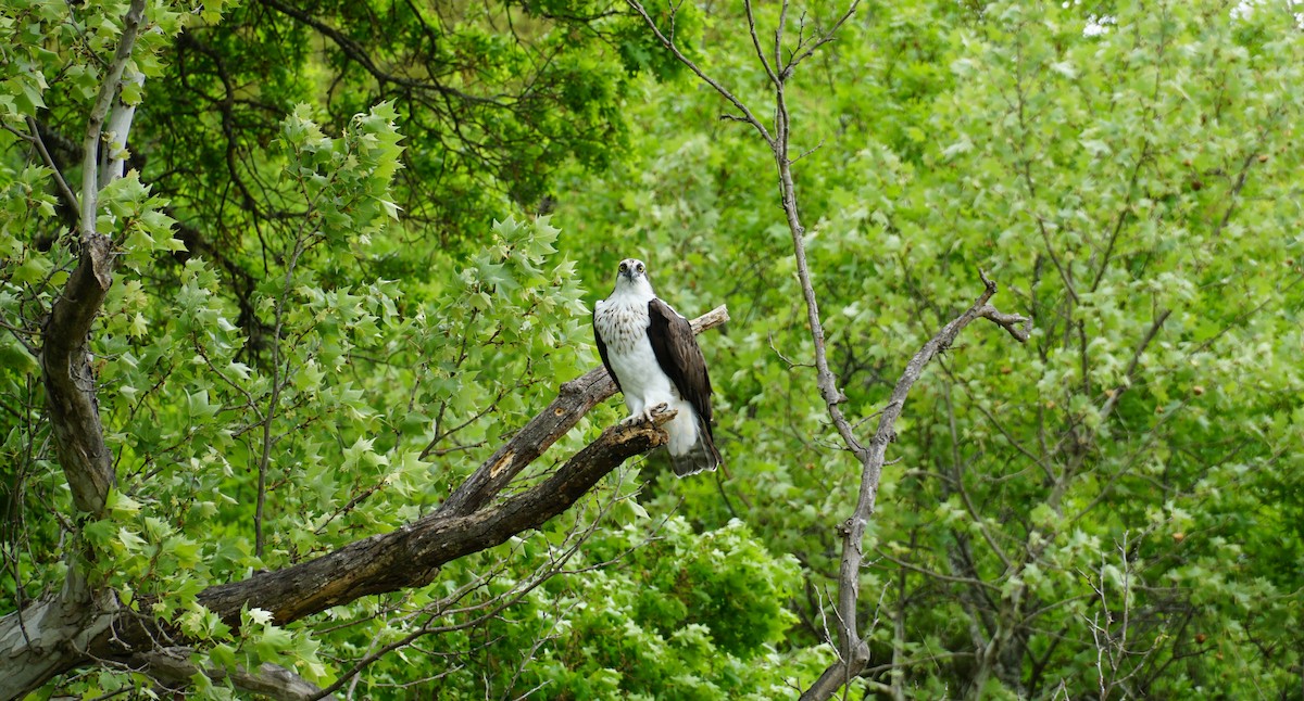 Osprey - ML153669701