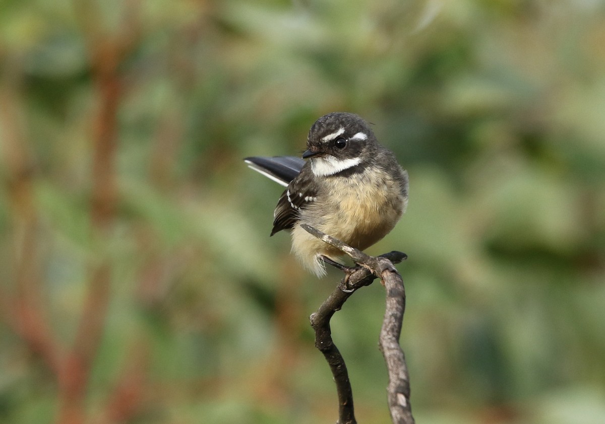 Gray Fantail - David Ongley