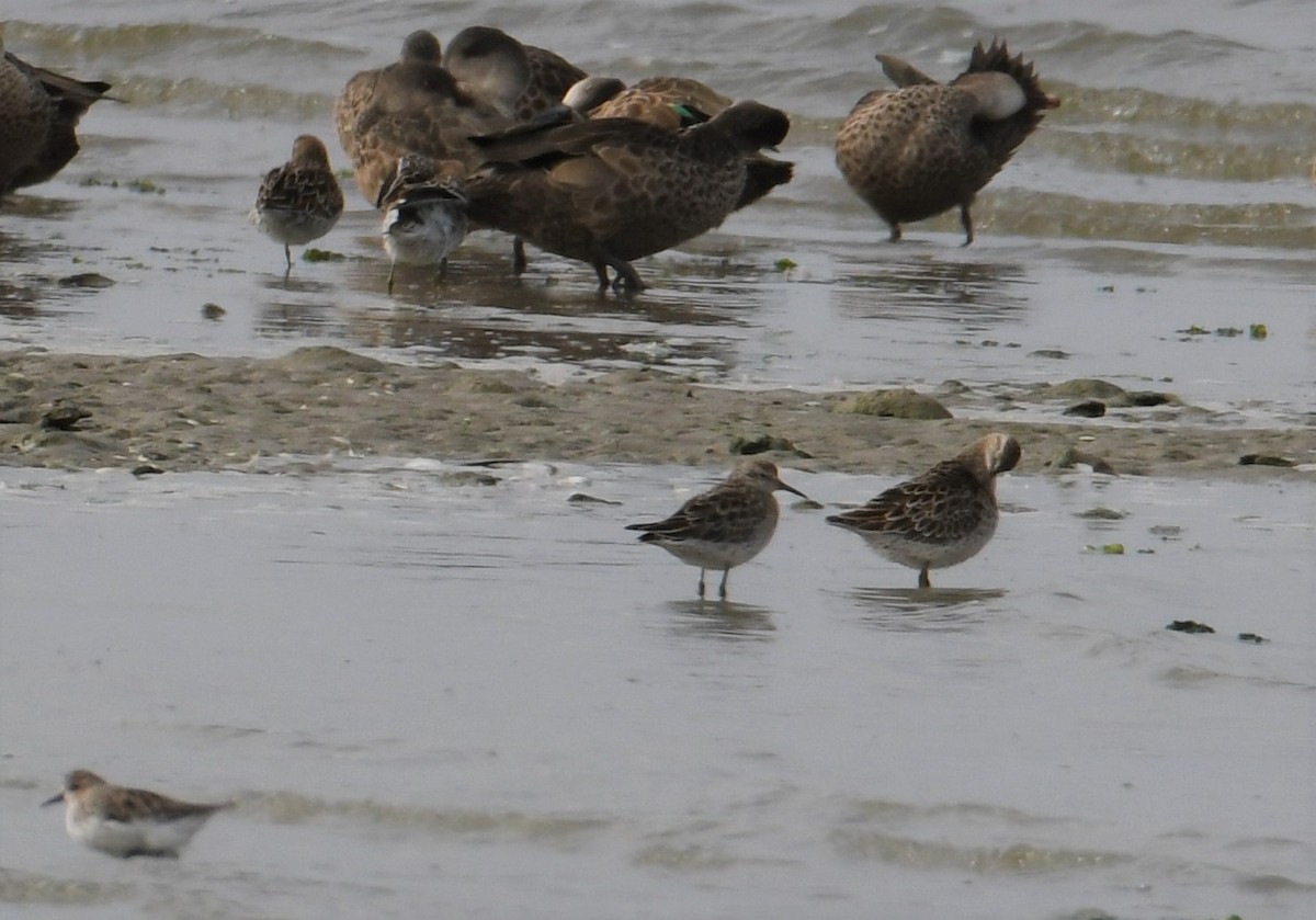 Sharp-tailed Sandpiper - ML153670261