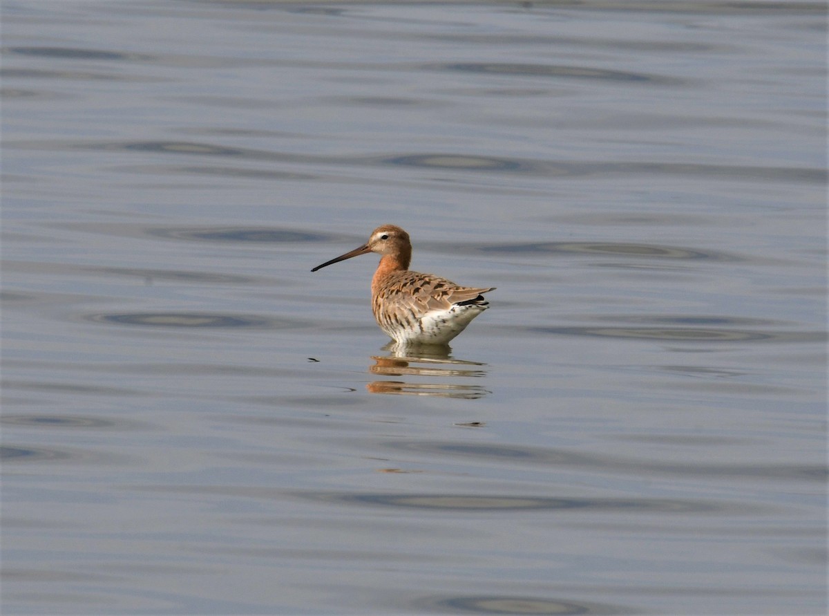 Black-tailed Godwit - ML153670431