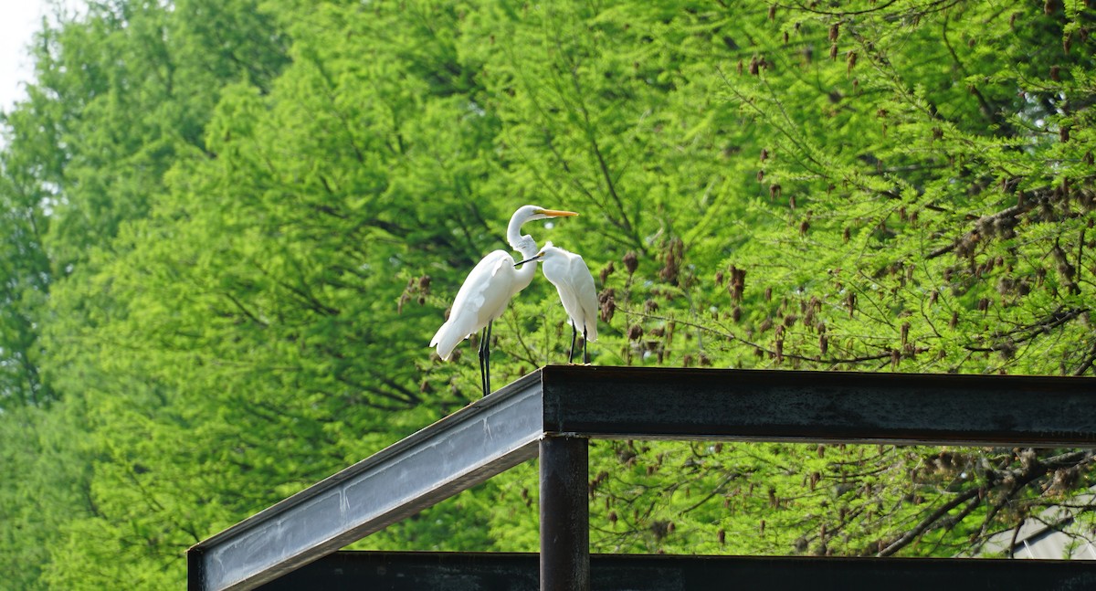 Great Egret - ML153670441