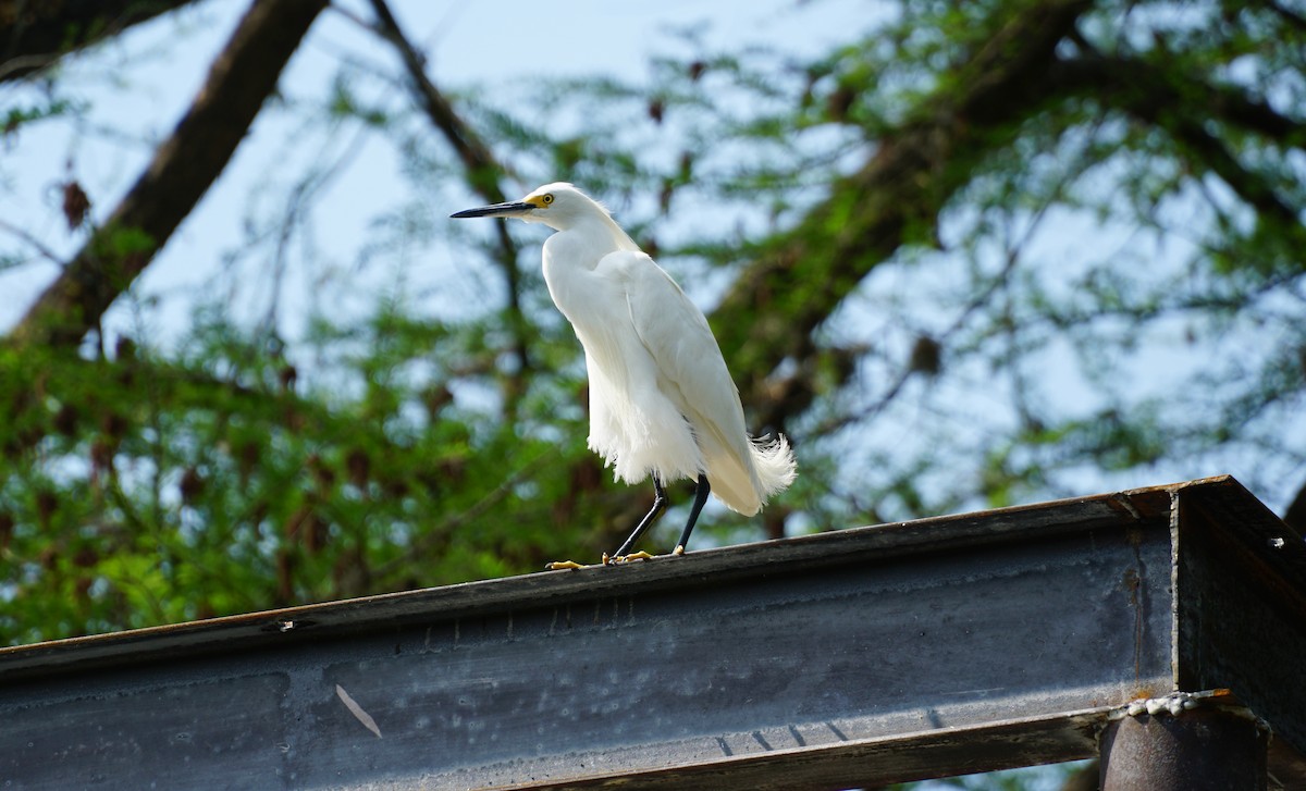 Snowy Egret - ML153670461