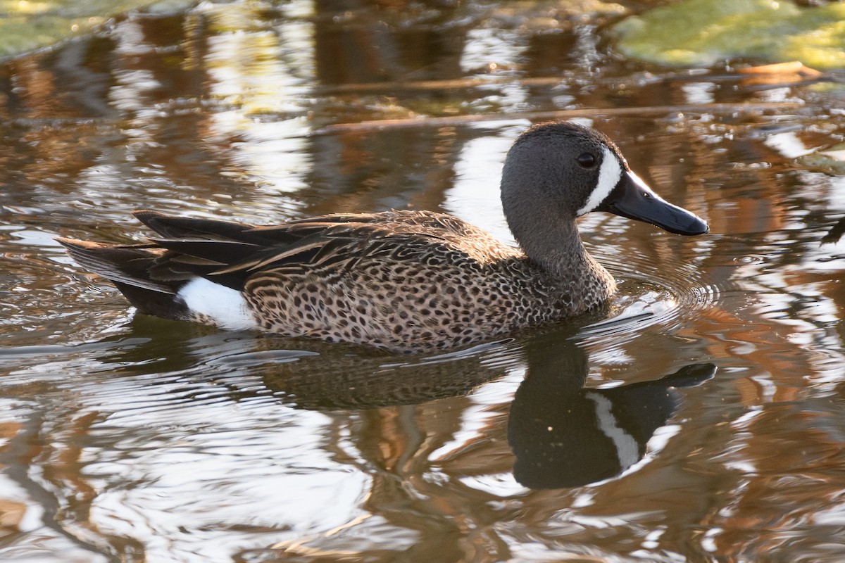 Blue-winged Teal - Darren Clark