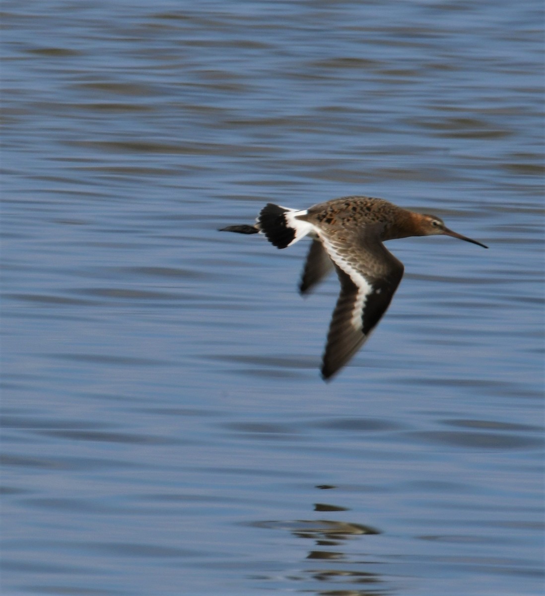 Black-tailed Godwit - ML153670701