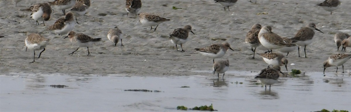 Curlew Sandpiper - ML153670771