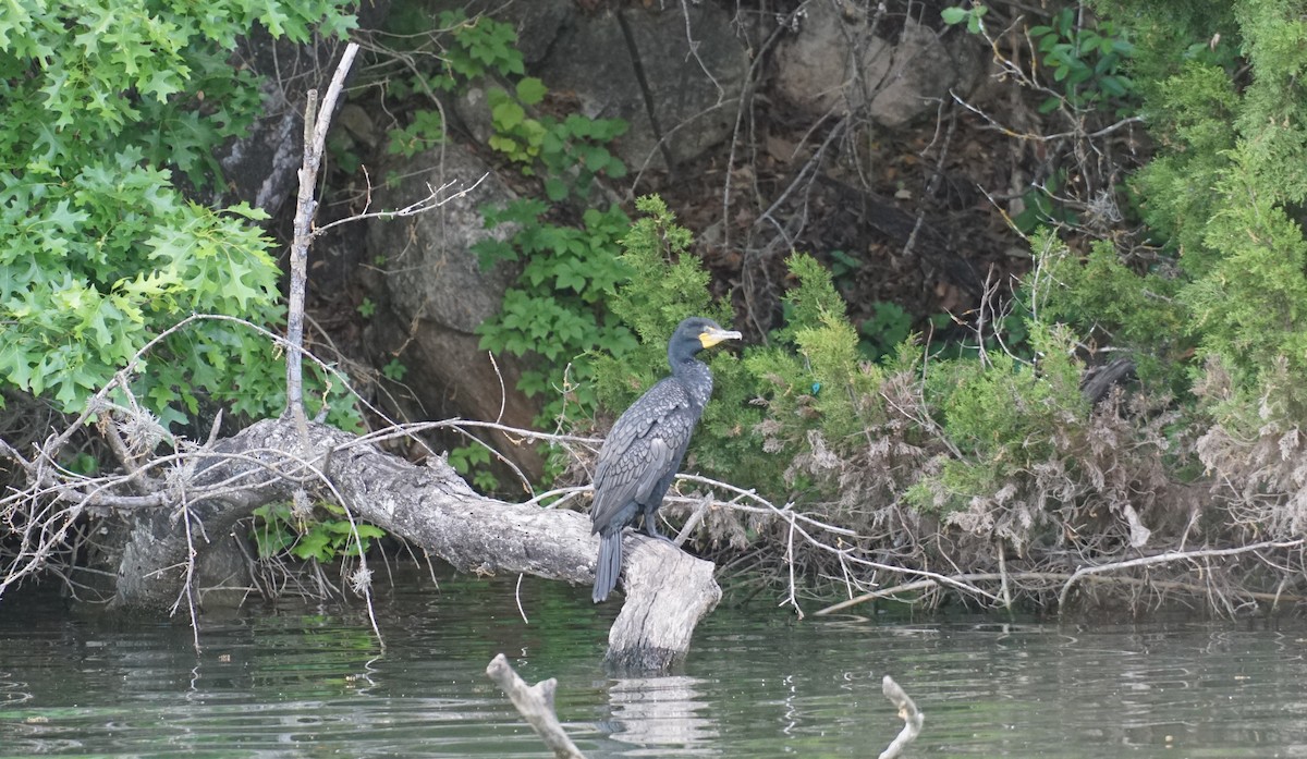 Neotropic Cormorant - ML153670841