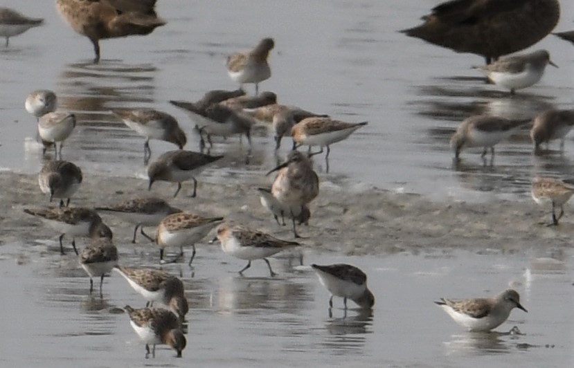 Curlew Sandpiper - ML153670871