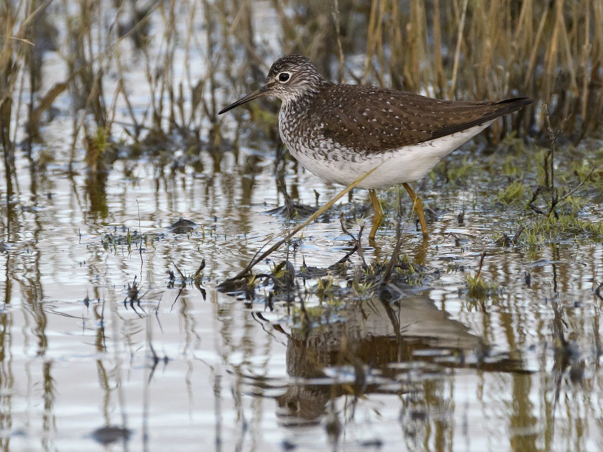 Solitary Sandpiper - ML153671051