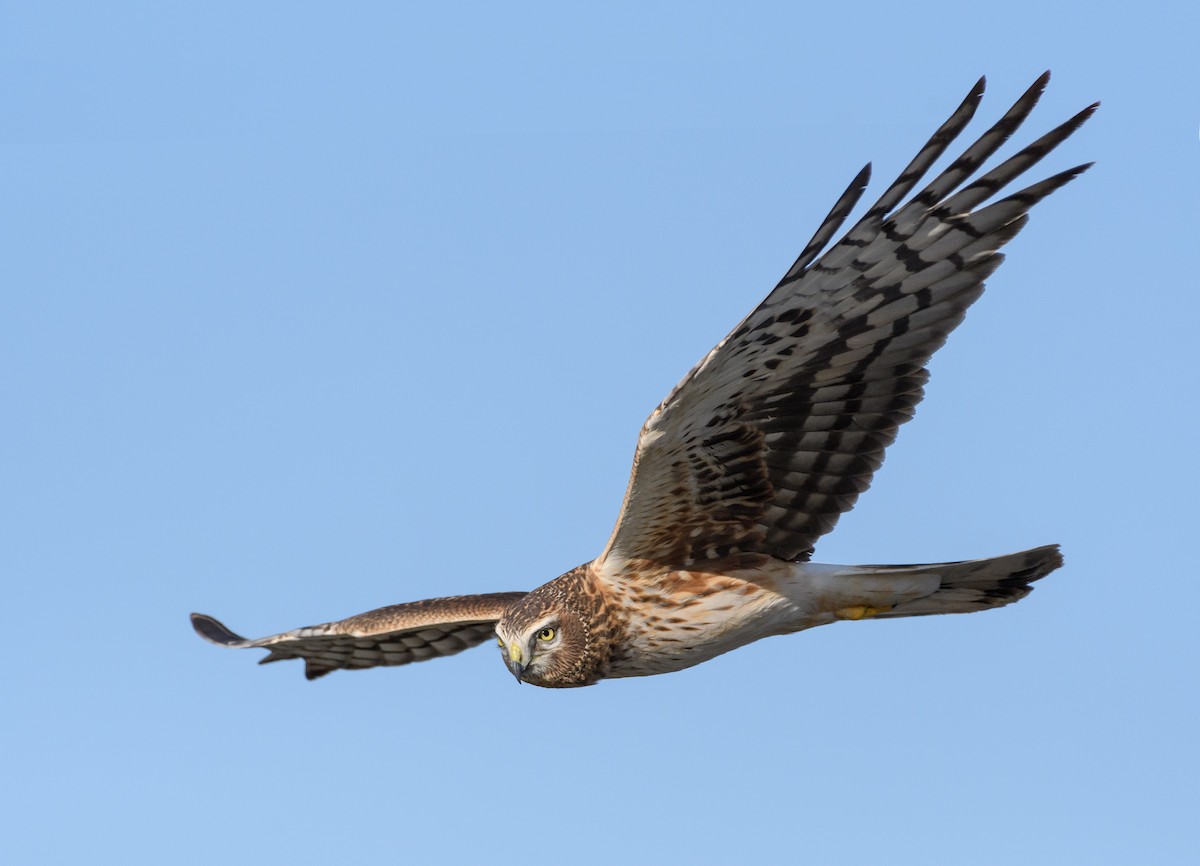 Northern Harrier - ML153671121