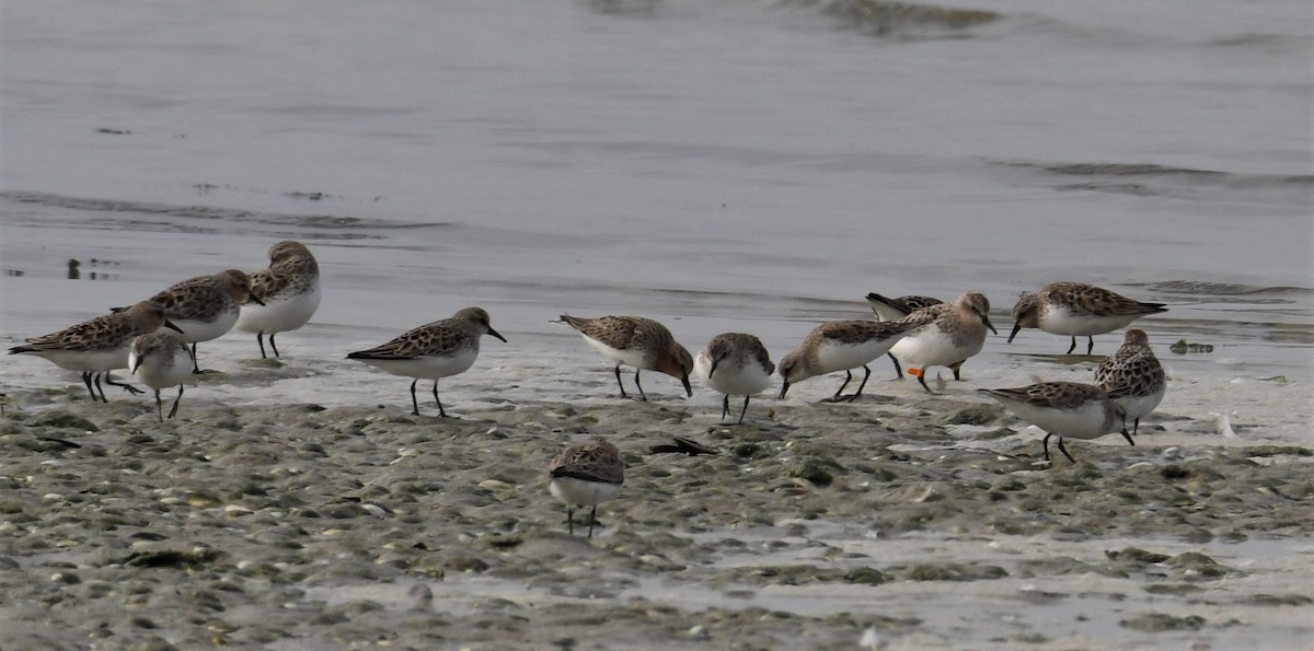 Rotkehl-Strandläufer - ML153671131