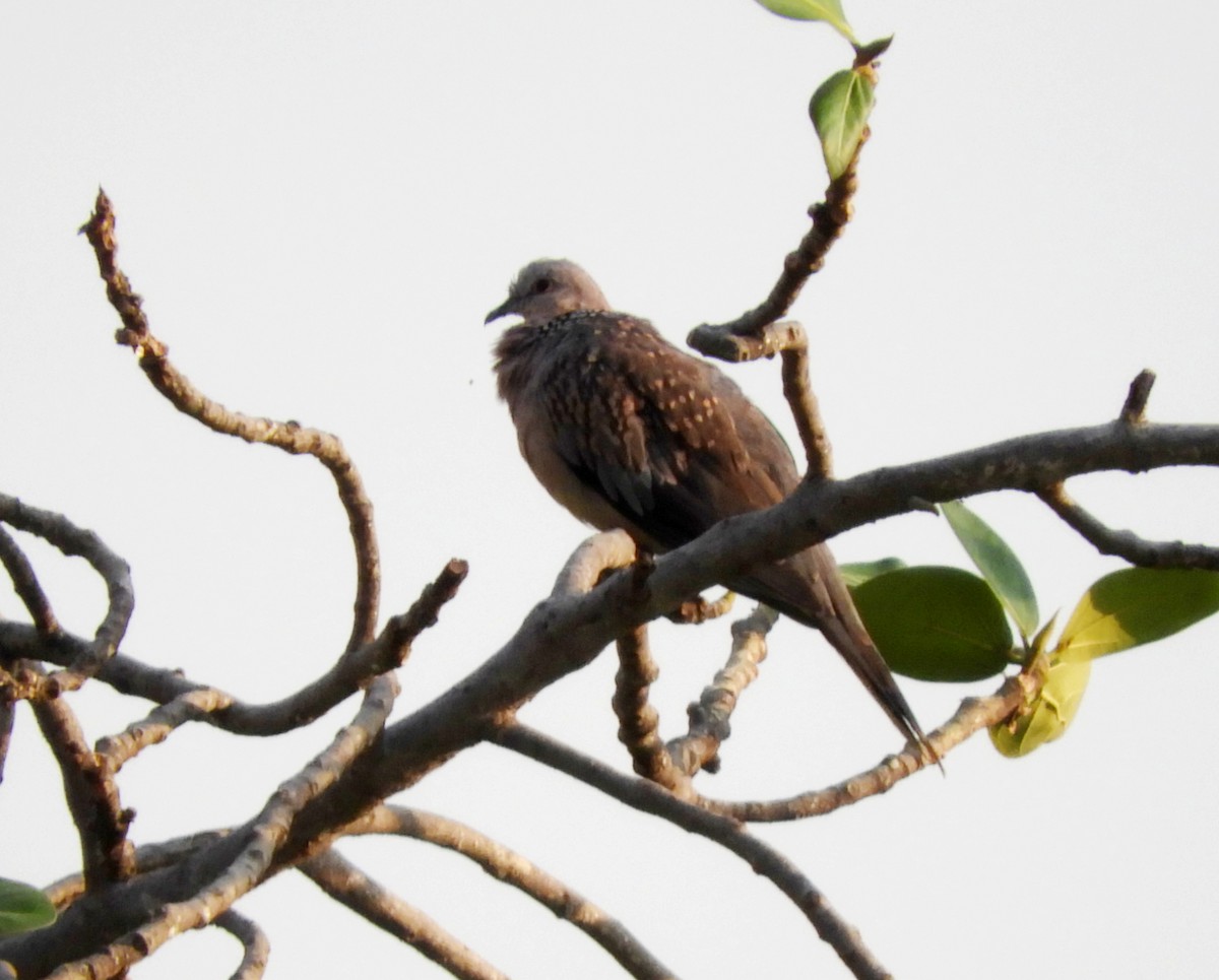 Spotted Dove - Manju Sinha