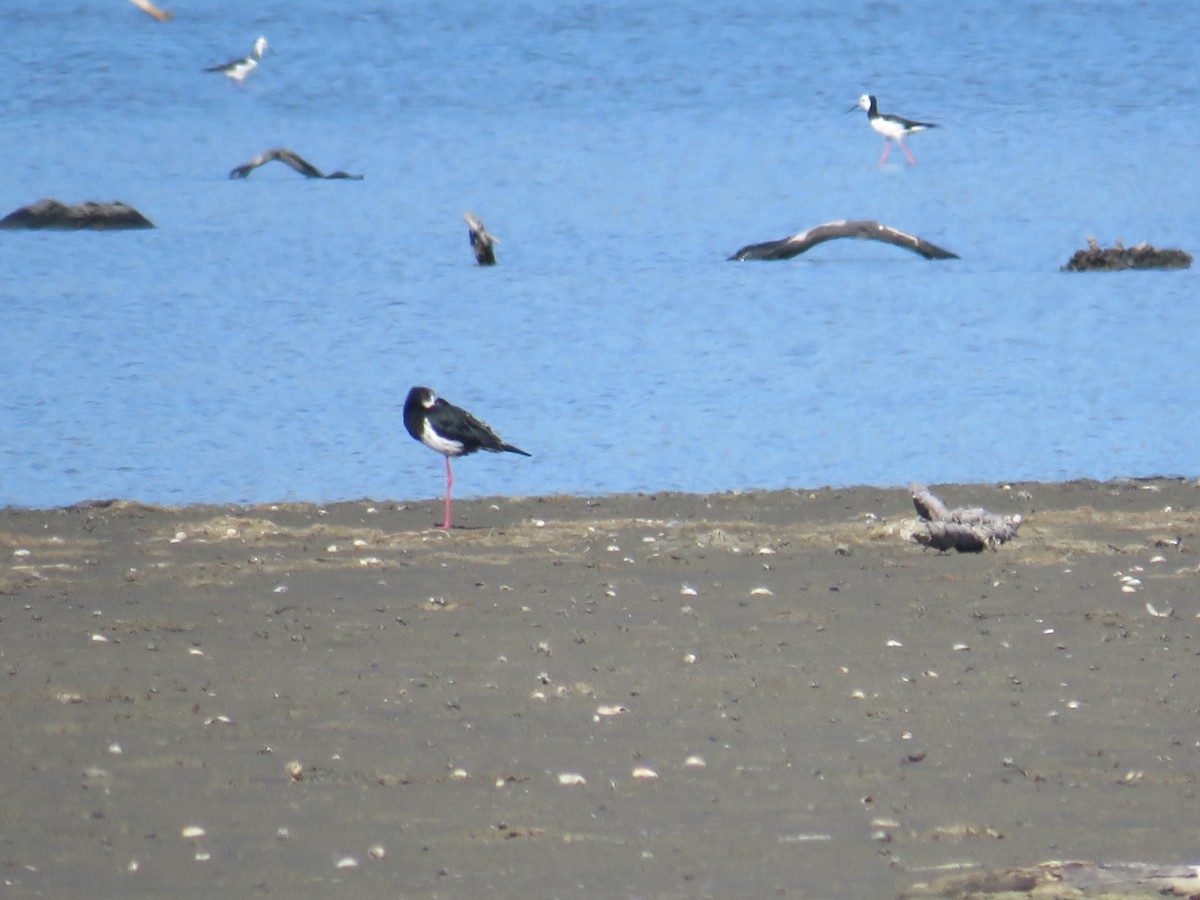 Pied x Black Stilt (hybrid) - ML153671751