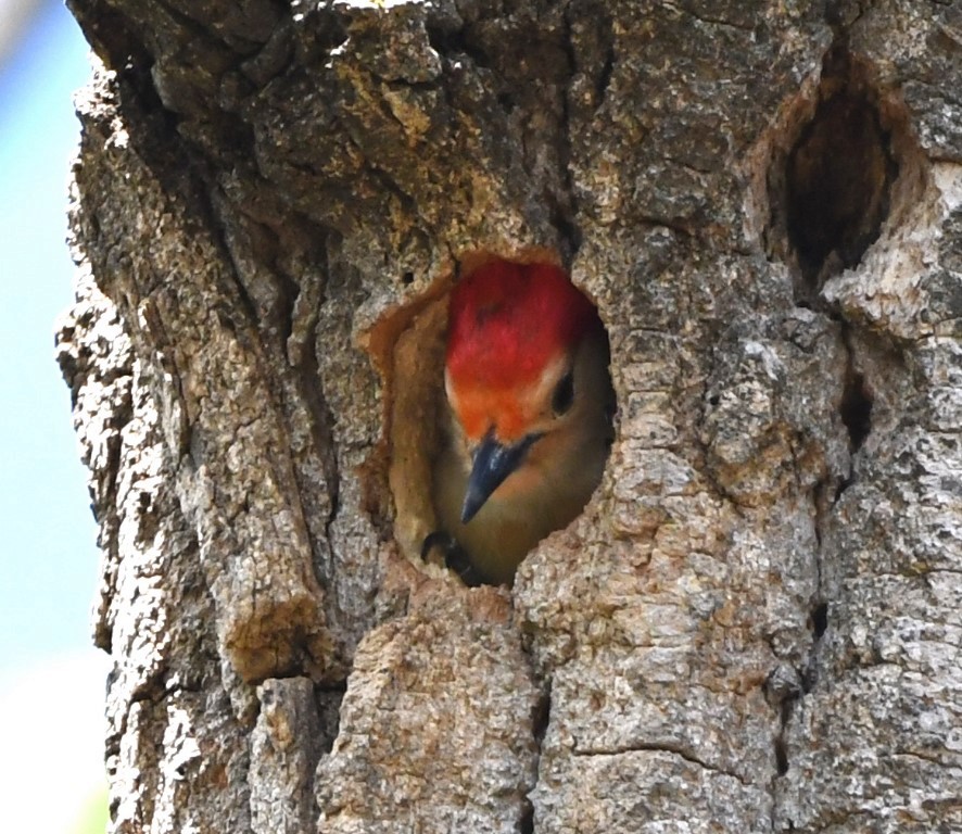Red-bellied Woodpecker - ML153672031