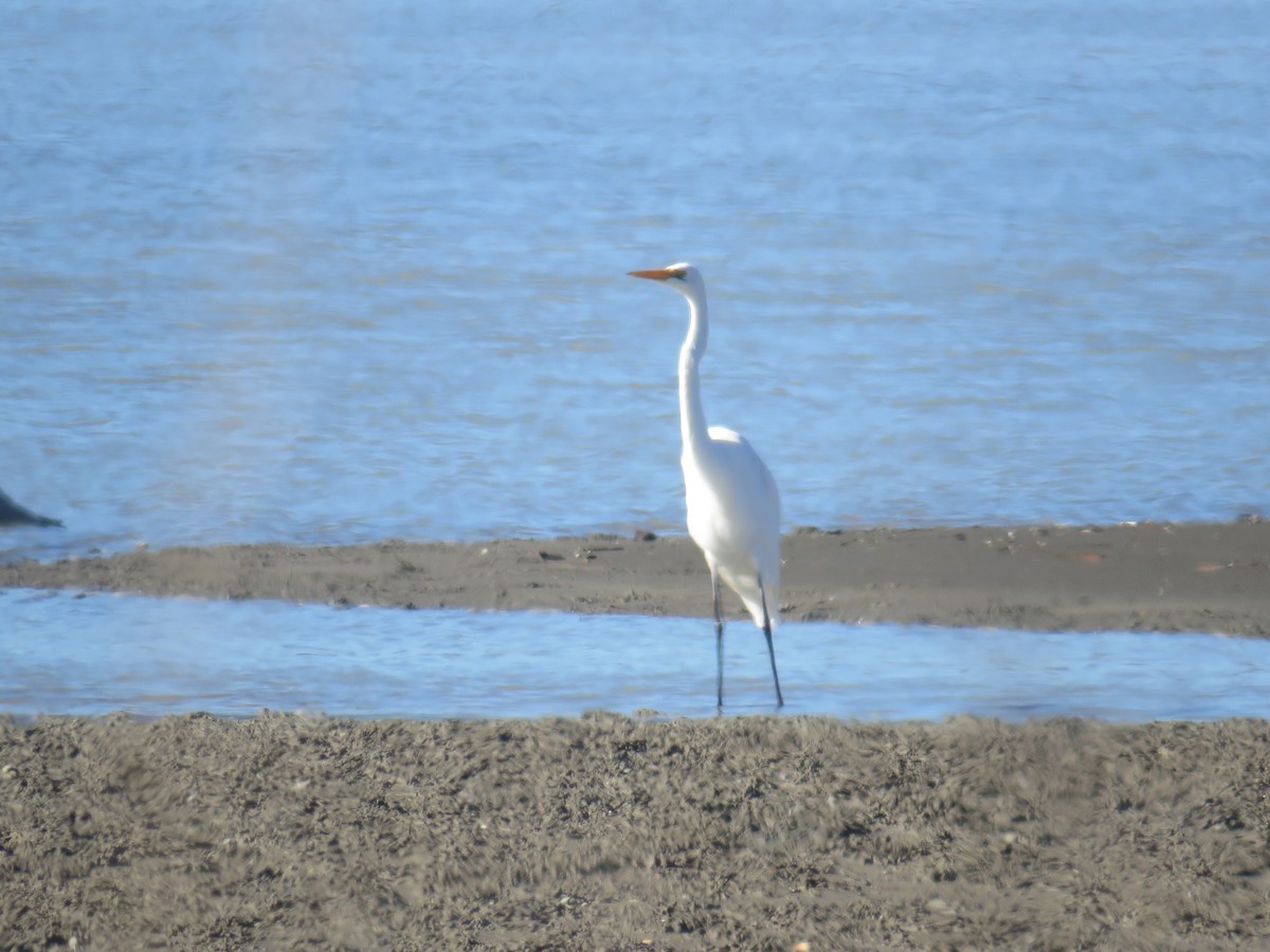 Great Egret - ML153672101