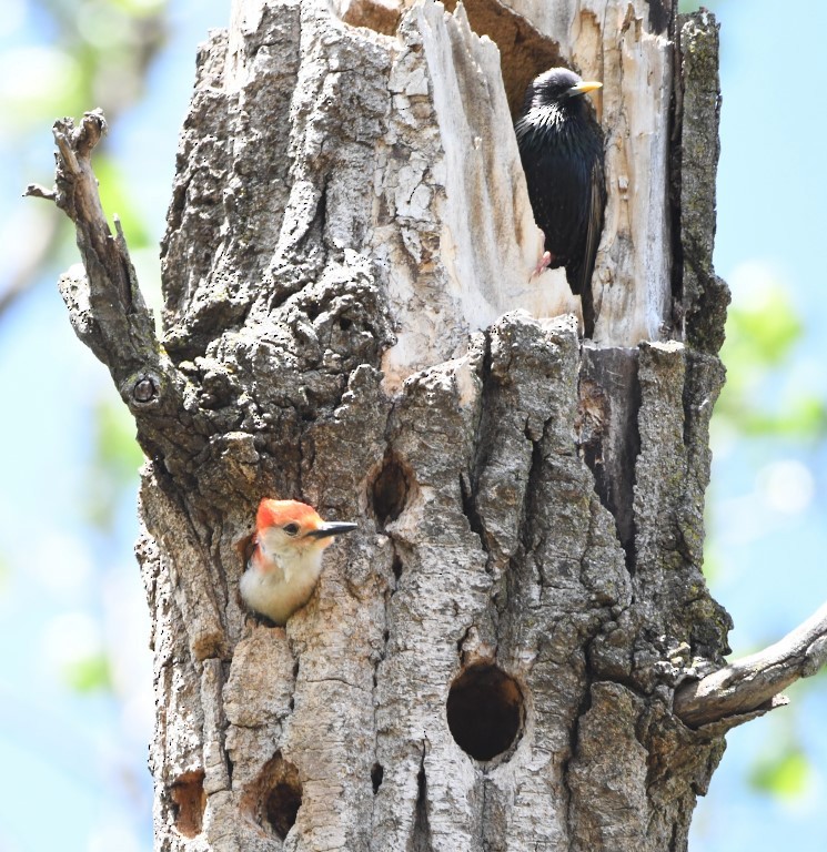 Red-bellied Woodpecker - ML153672111