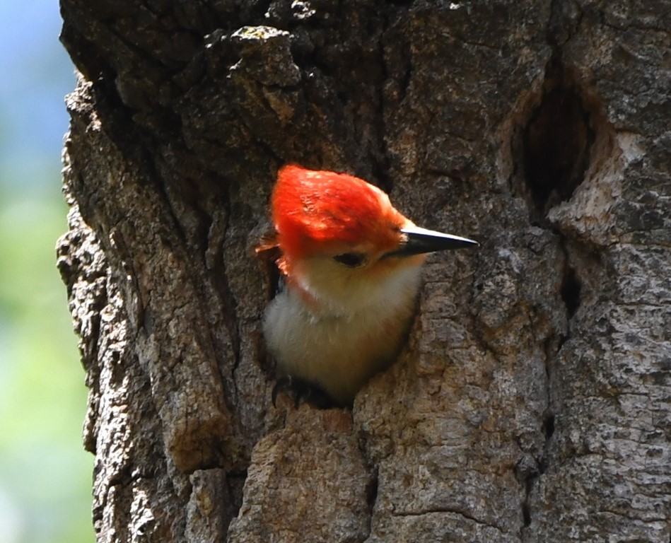 Red-bellied Woodpecker - ML153672281