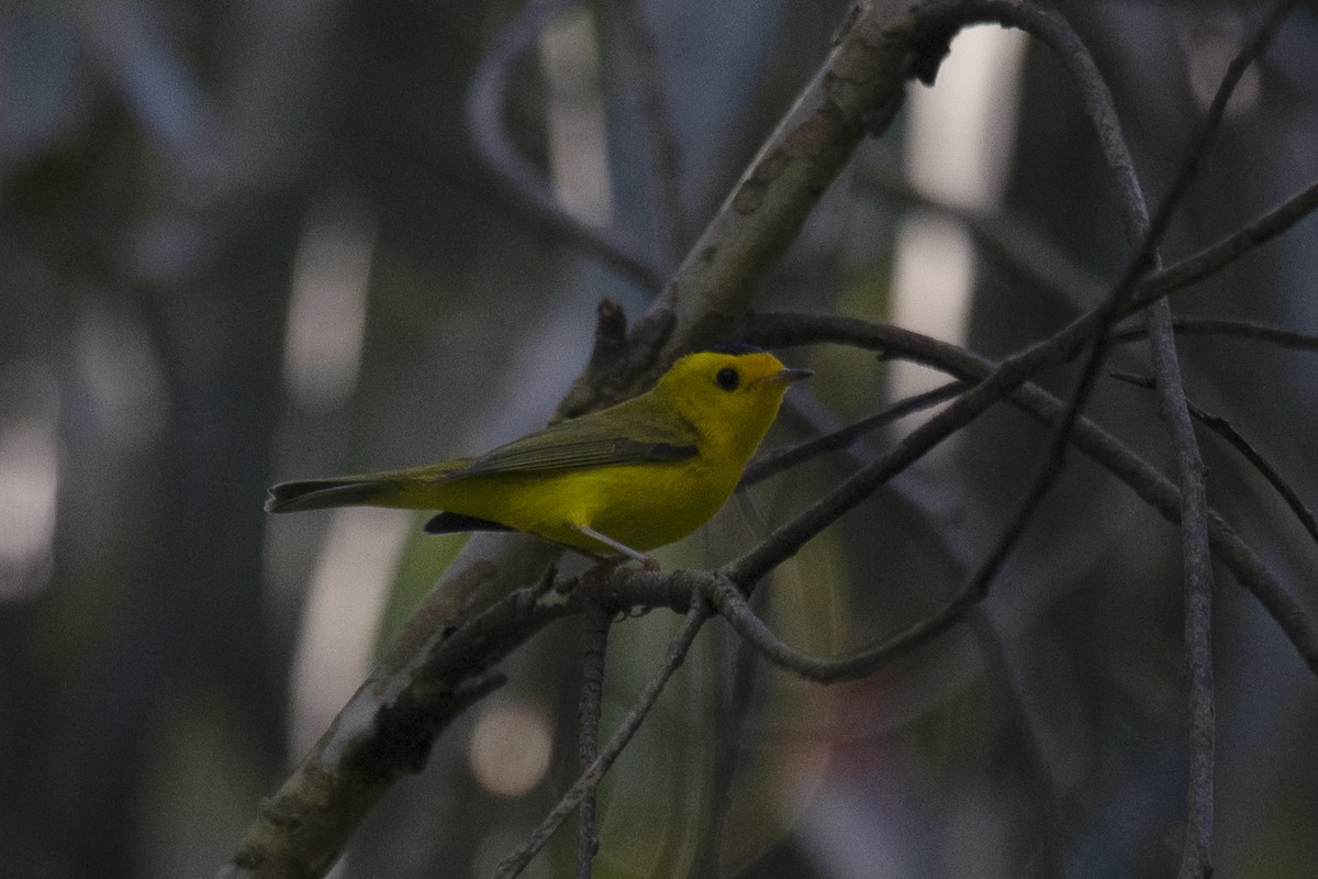 Wilson's Warbler - Michael Fuhrer