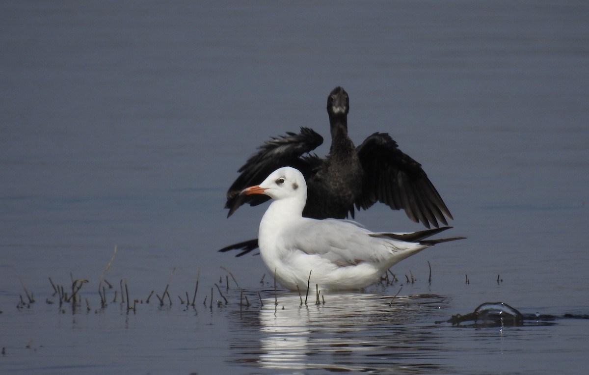 Black-headed Gull - ML153672621