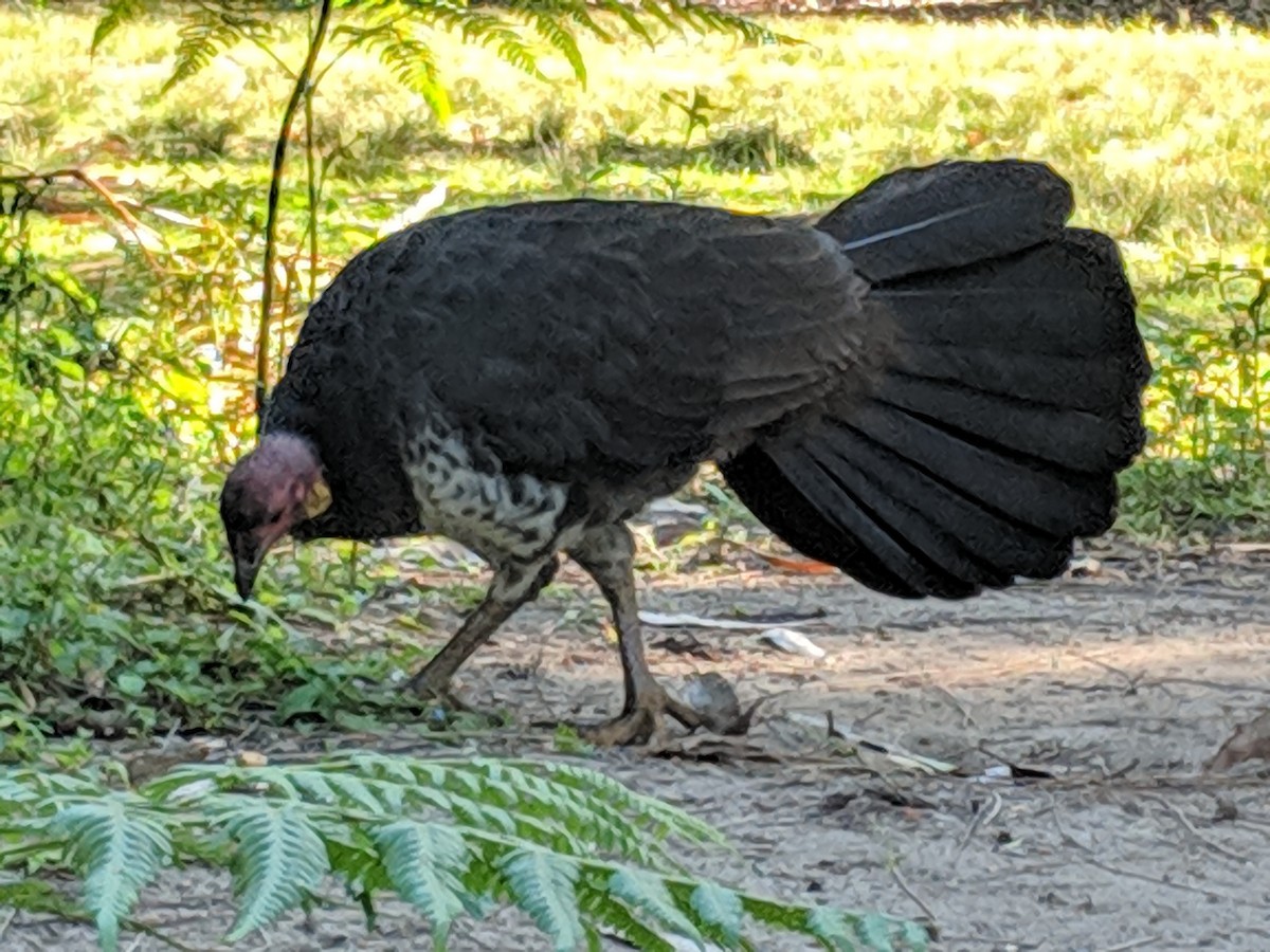 Australian Brushturkey - ML153673381