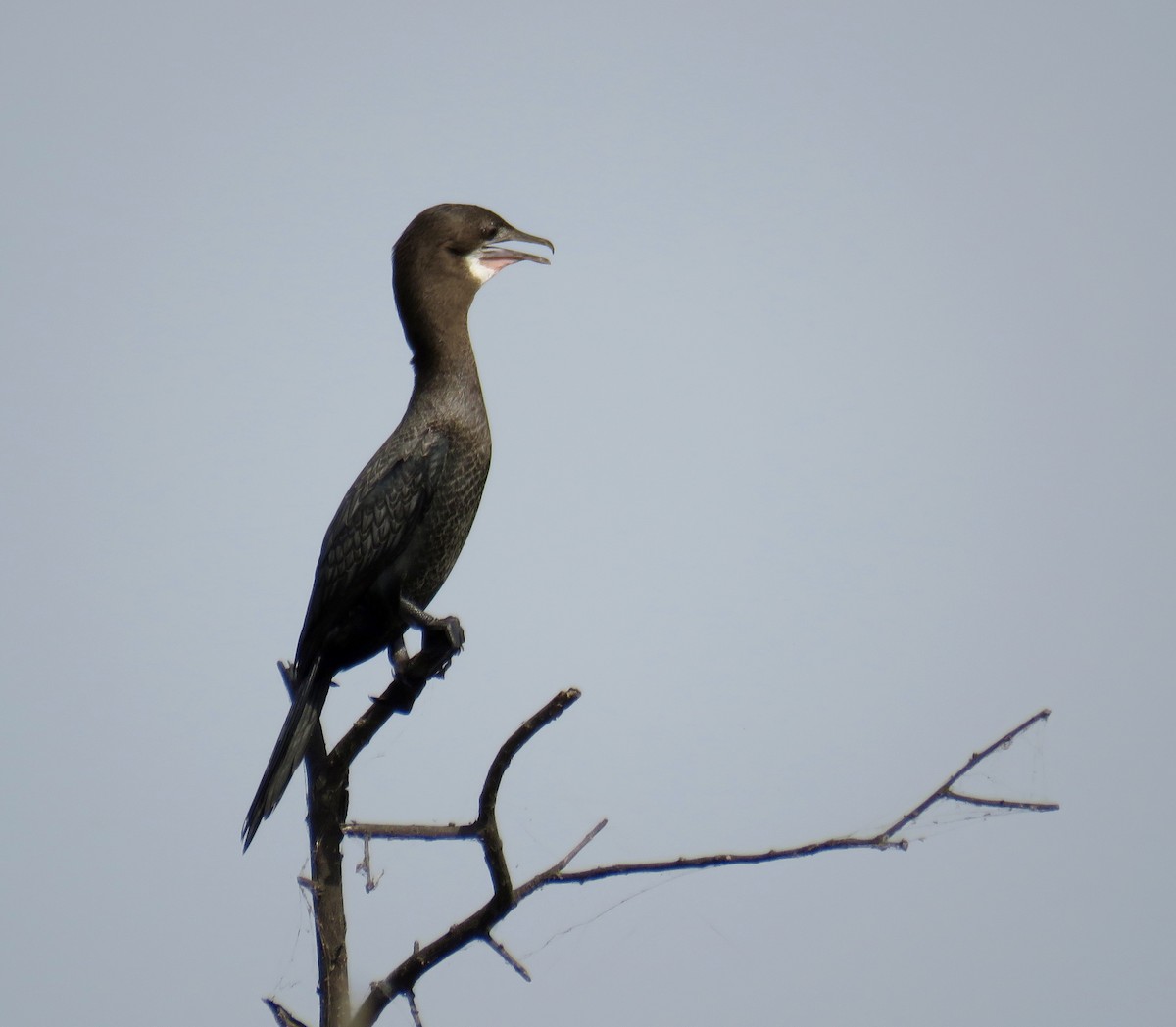 アジアコビトウ - ML153674241