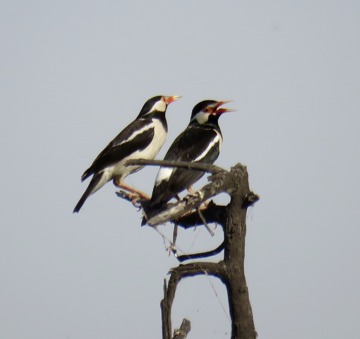Indian Pied Starling - ML153674351