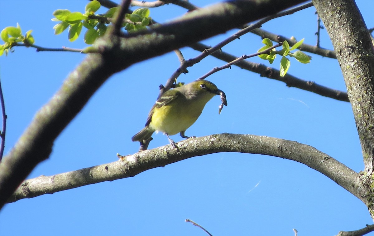 White-eyed Vireo - ML153675241