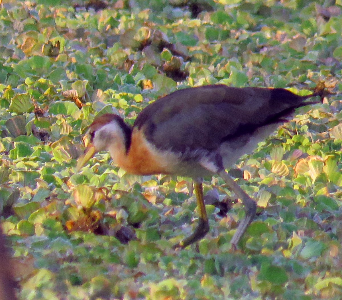 Jacana Bronceada - ML153675261