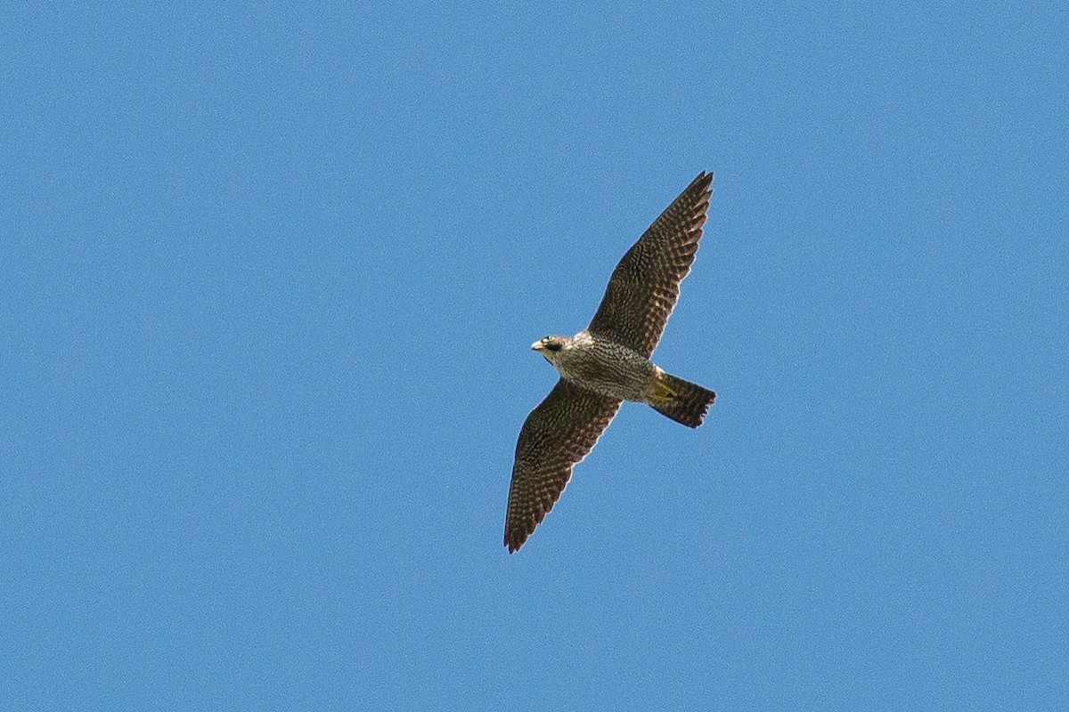 Halcón Peregrino (macropus/submelanogenys) - ML153675311