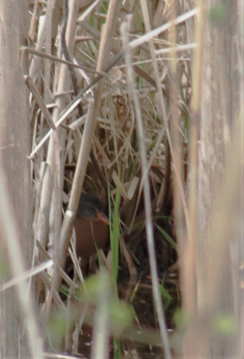 Virginia Rail - ML153675401