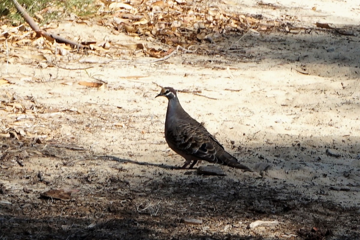 Common Bronzewing - ML153675551