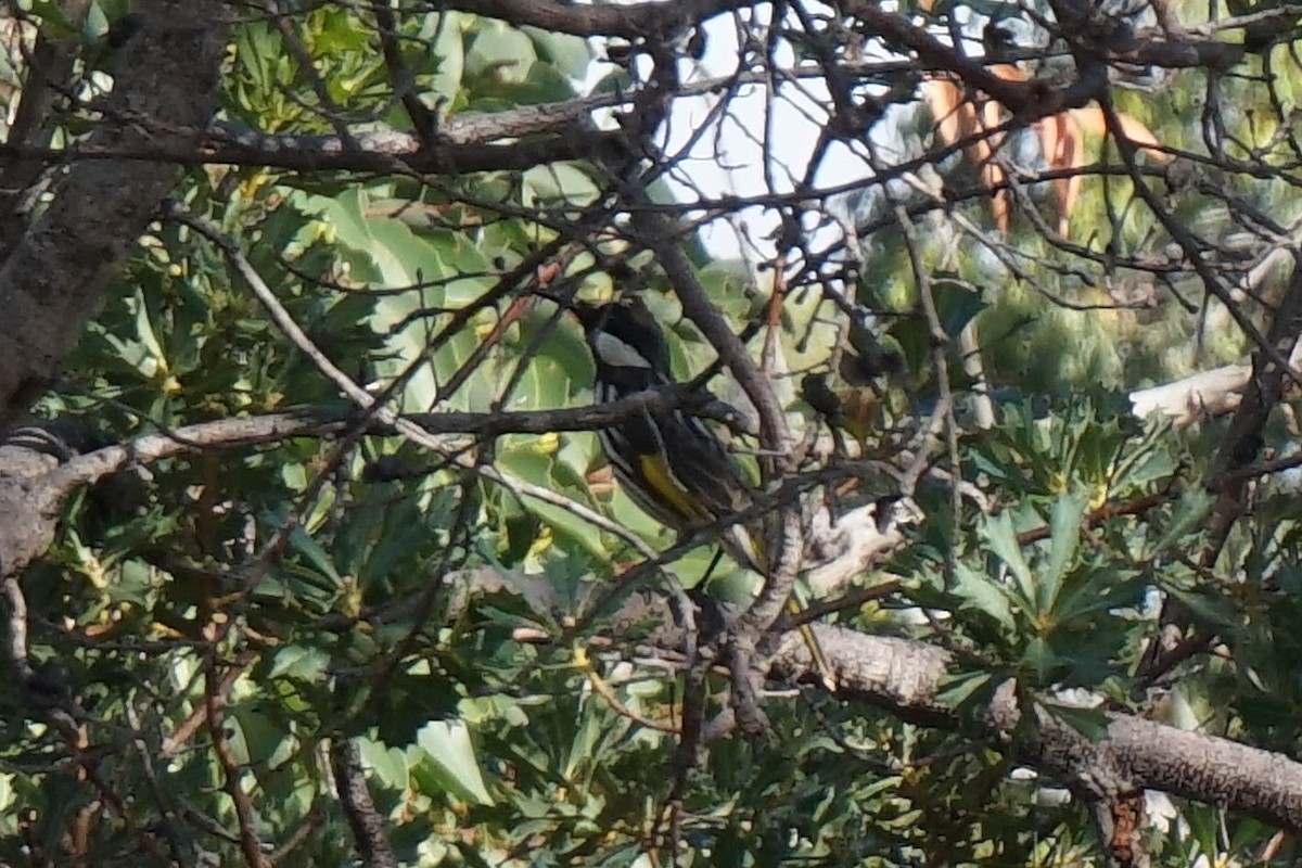 White-cheeked Honeyeater - ML153675561