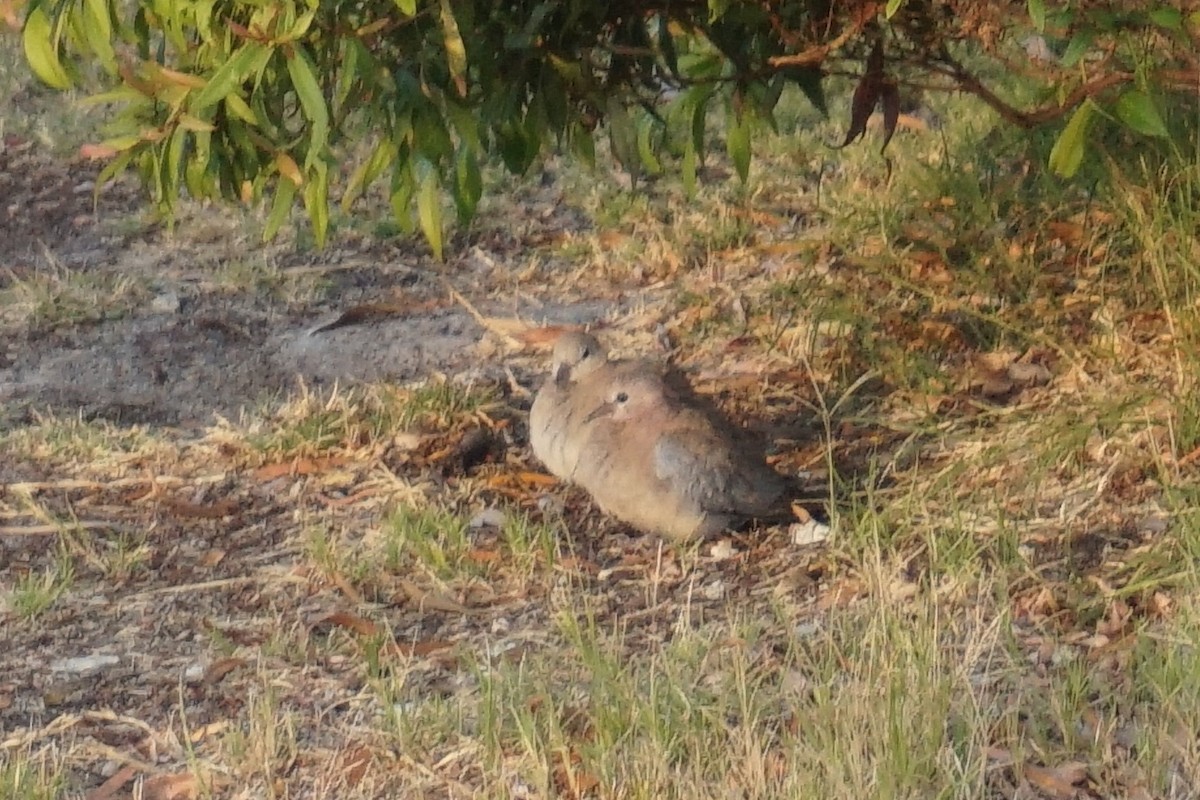 Tórtola Senegalesa - ML153675591