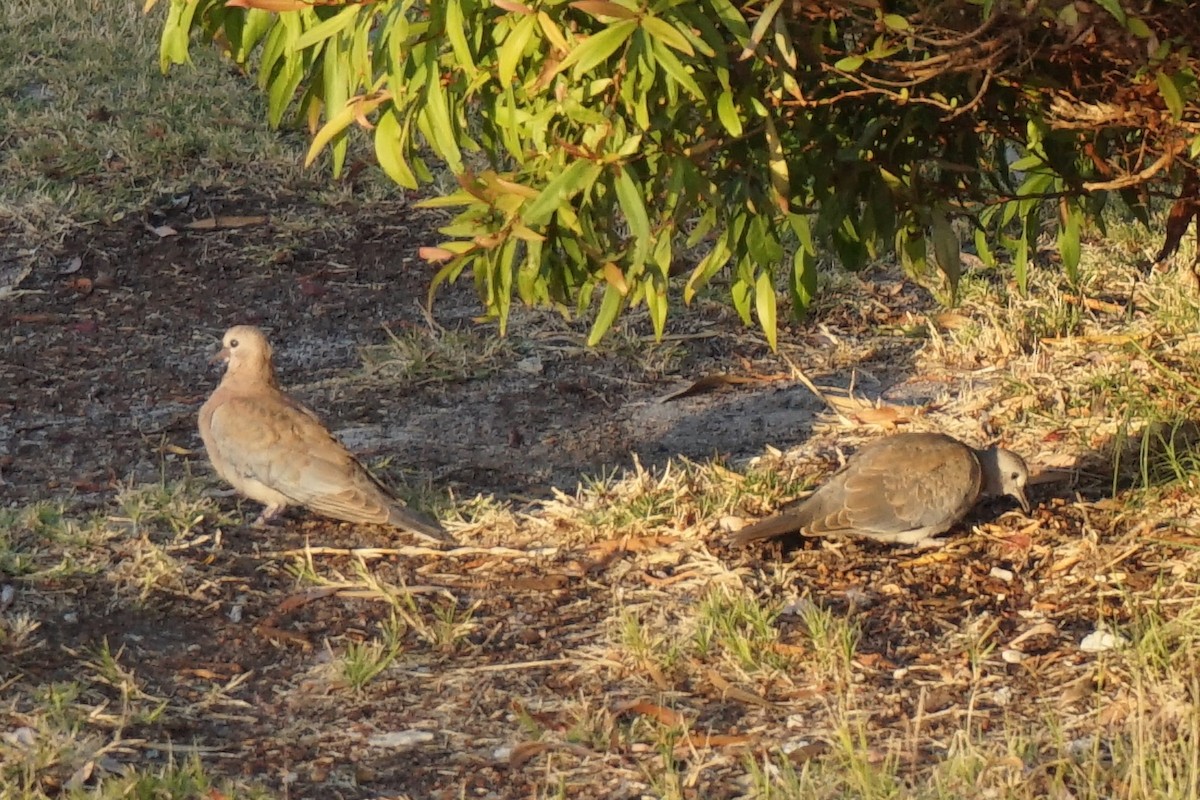 Tórtola Senegalesa - ML153675611