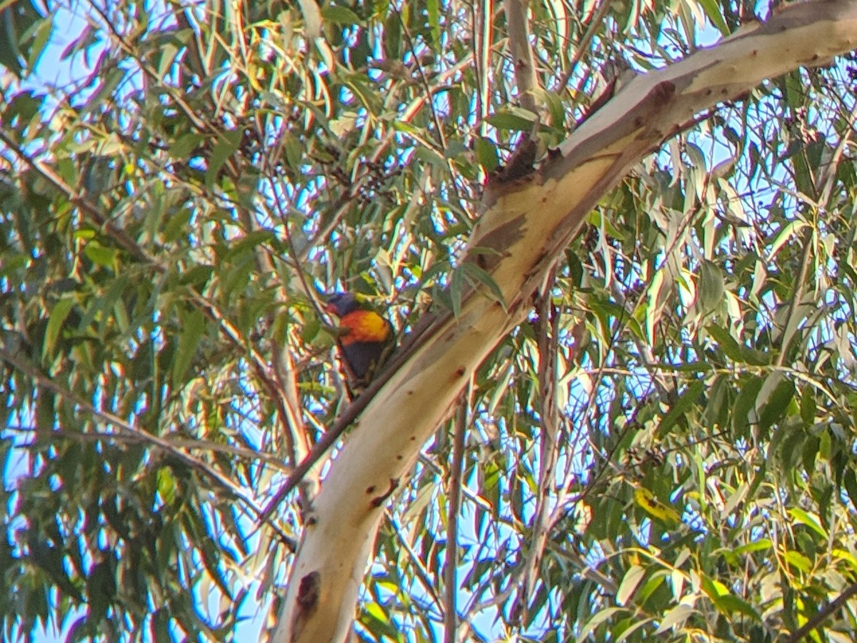 Rainbow Lorikeet - ML153675691