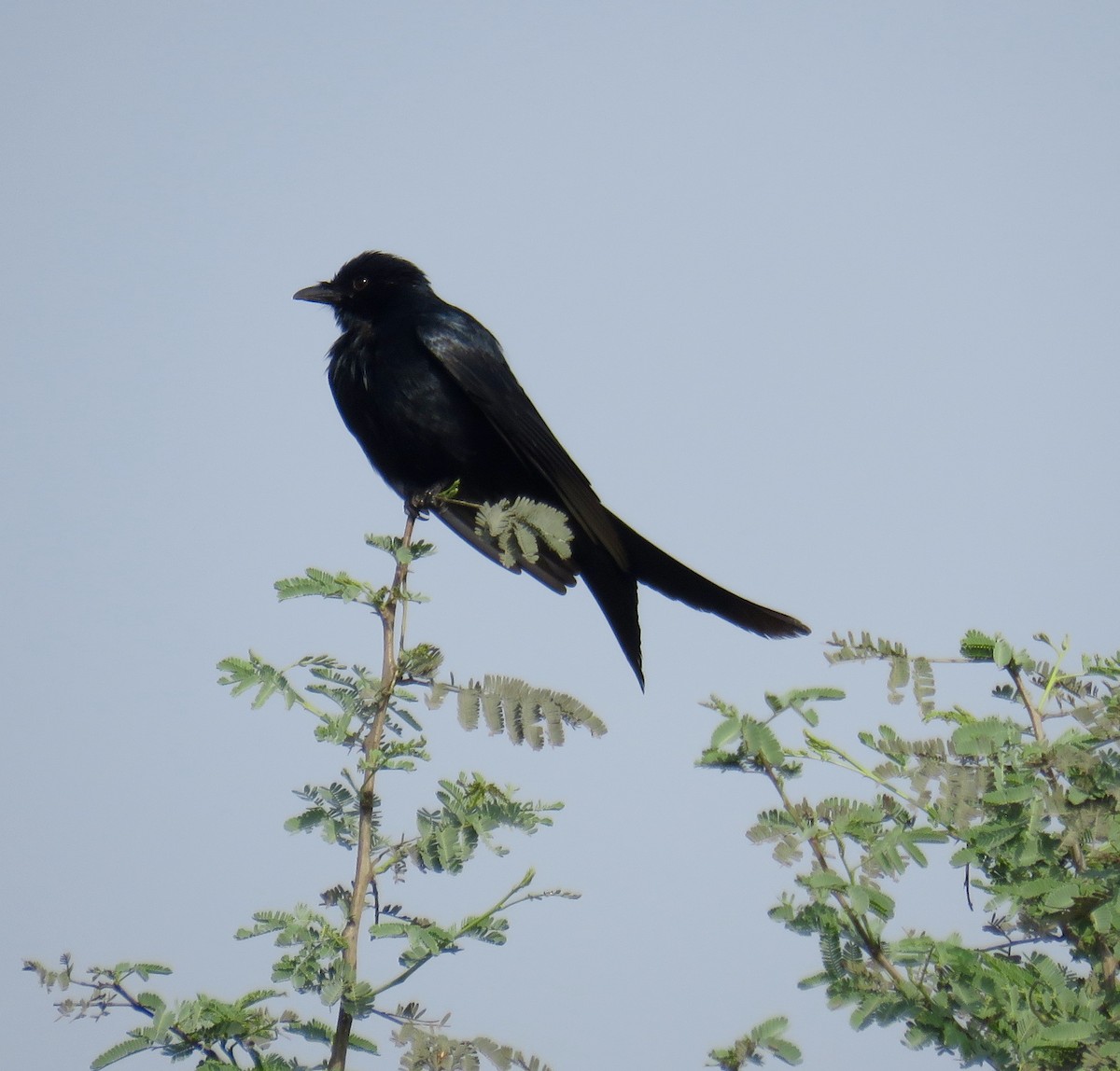 Black Drongo - ML153675831