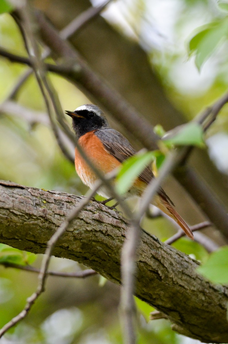 Common Redstart - ML153675951