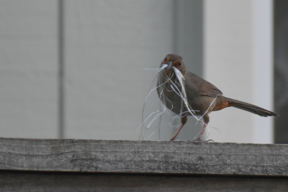 California Towhee - ML153676571