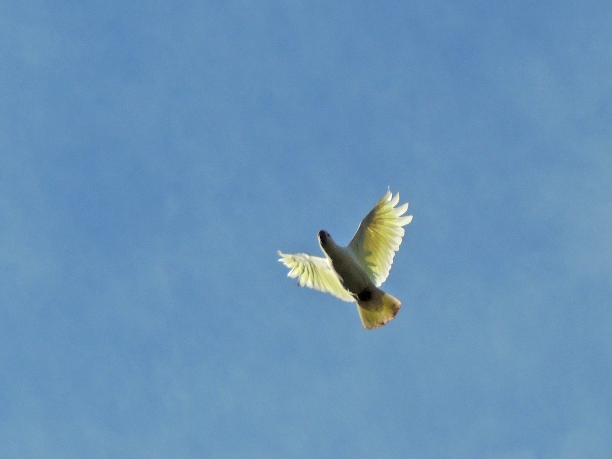 Sulphur-crested Cockatoo - ML153676721