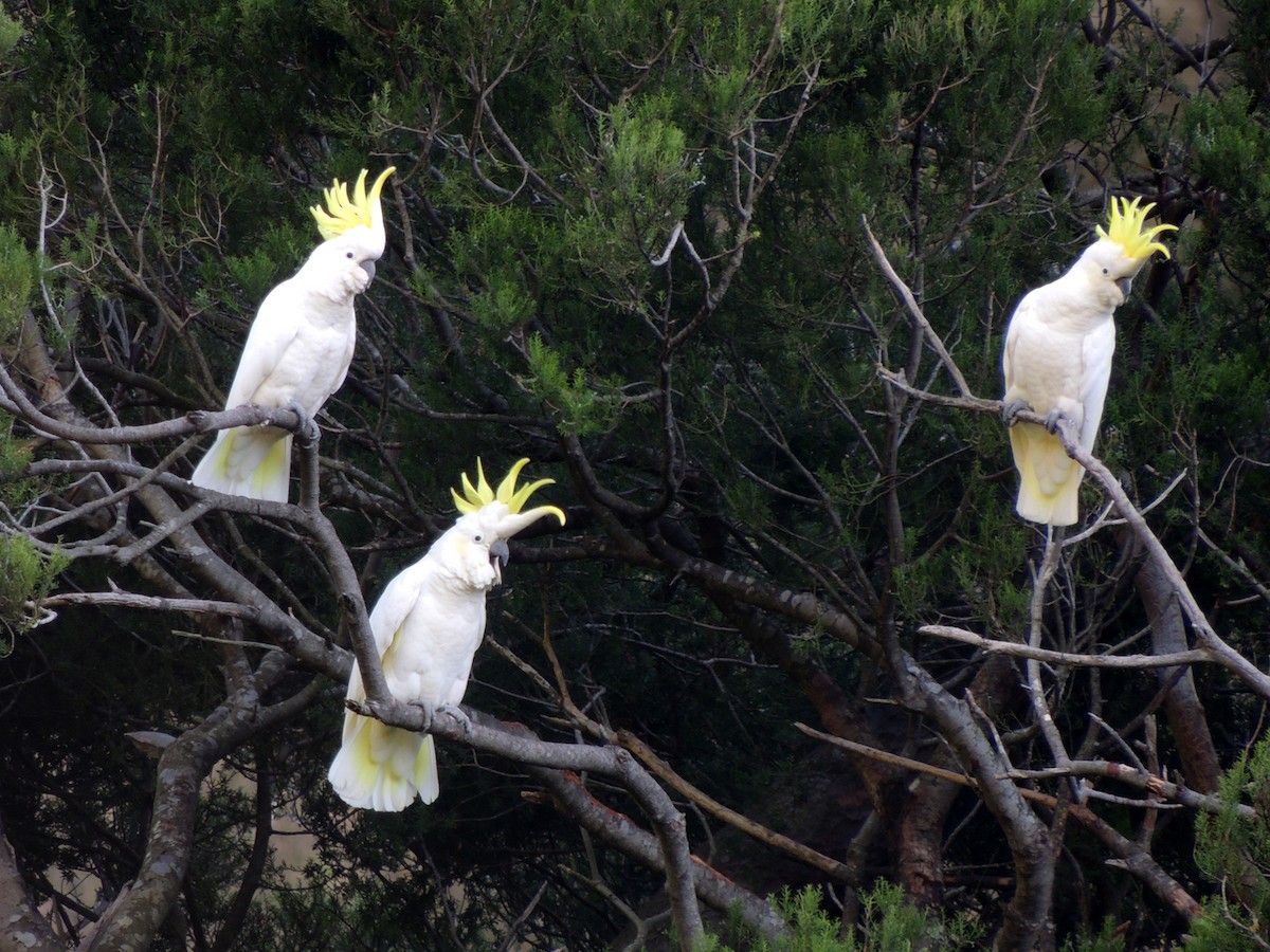 Sulphur-crested Cockatoo - ML153676731