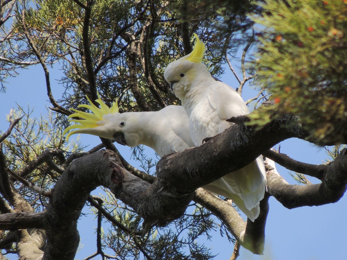 Sulphur-crested Cockatoo - ML153676741