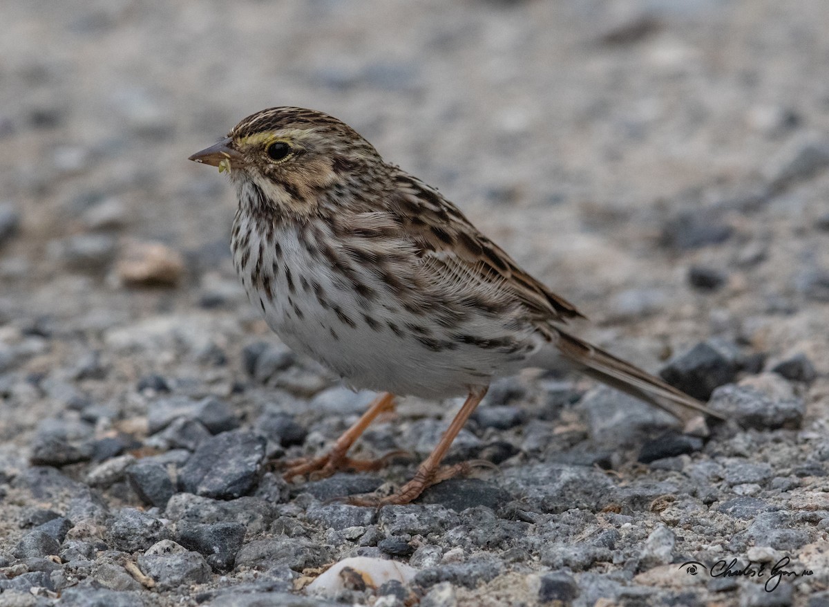 Savannah Sparrow - ML153677131