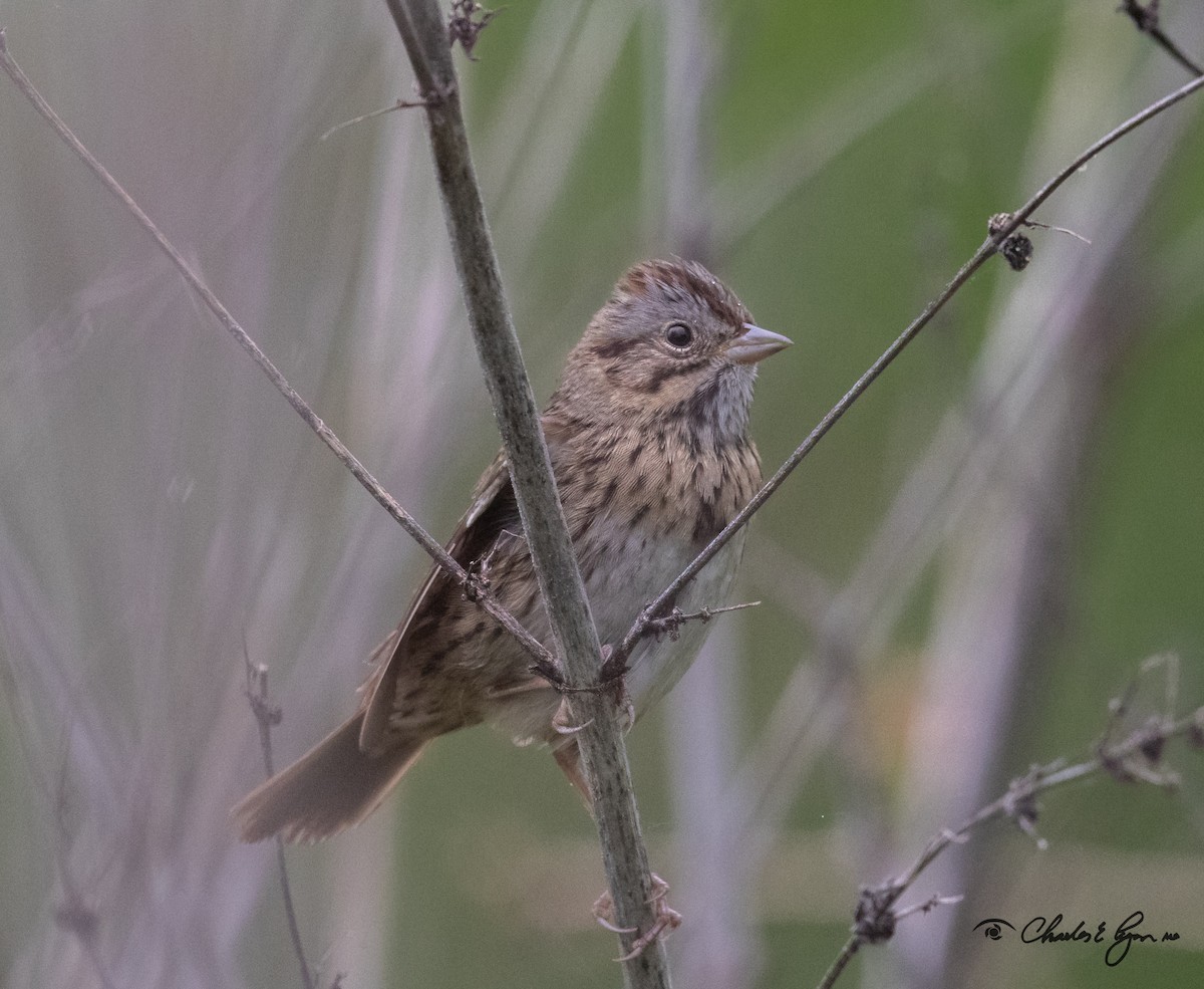 Lincoln's Sparrow - ML153677141