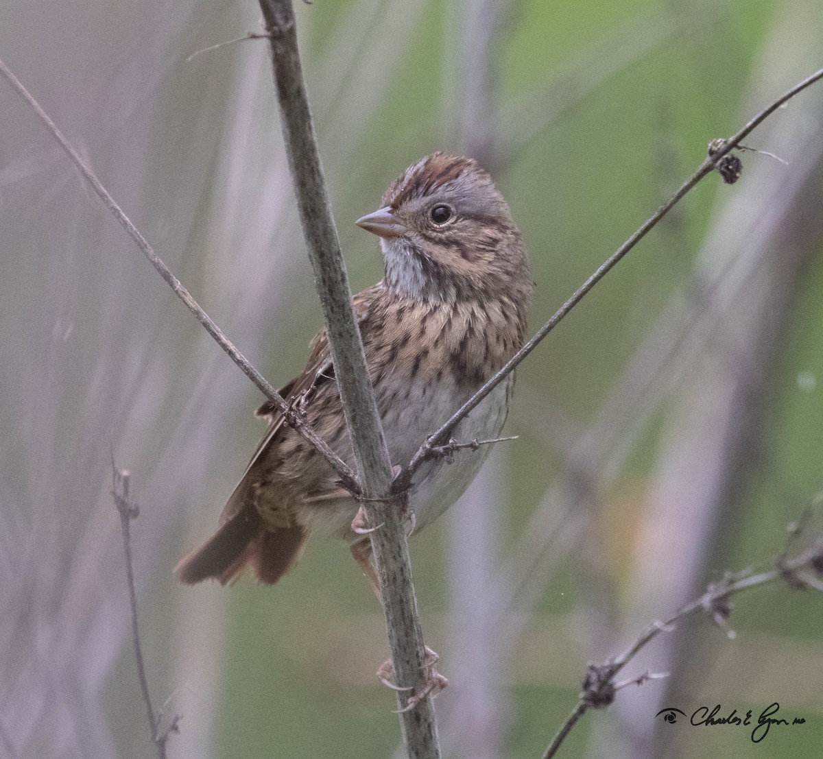 Lincoln's Sparrow - ML153677191