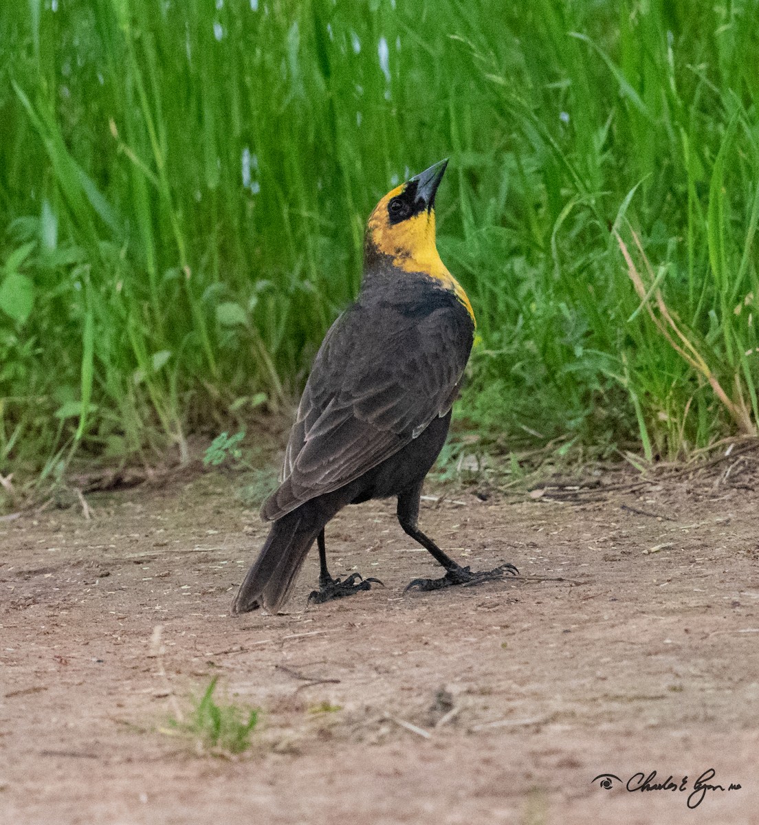 Tordo Cabeciamarillo - ML153677271