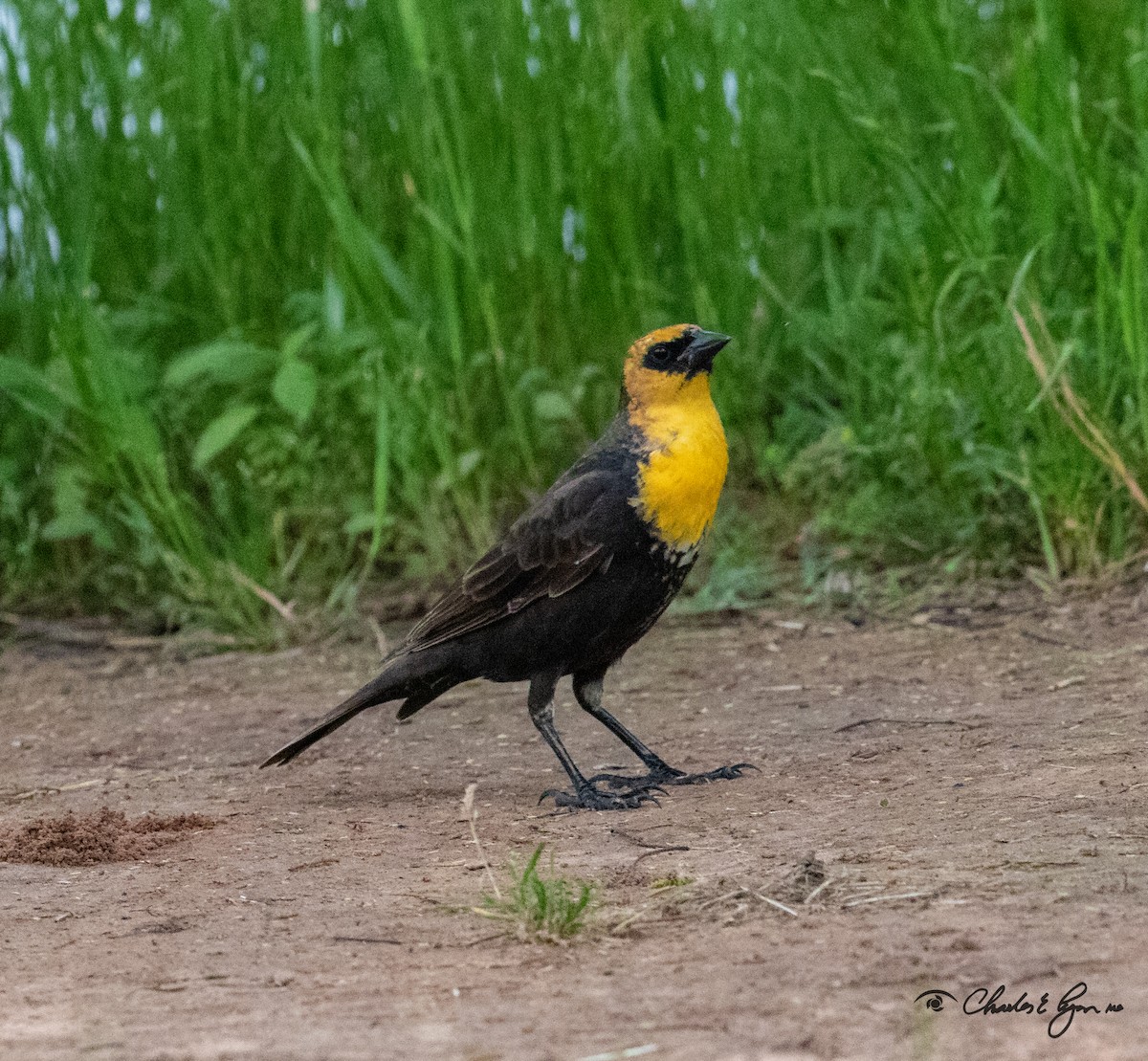 Tordo Cabeciamarillo - ML153677291