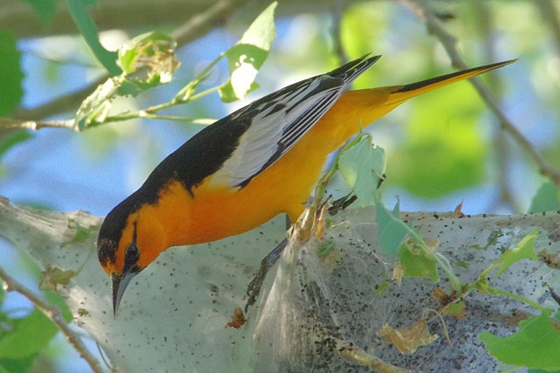 Bullock's Oriole - ML153677421