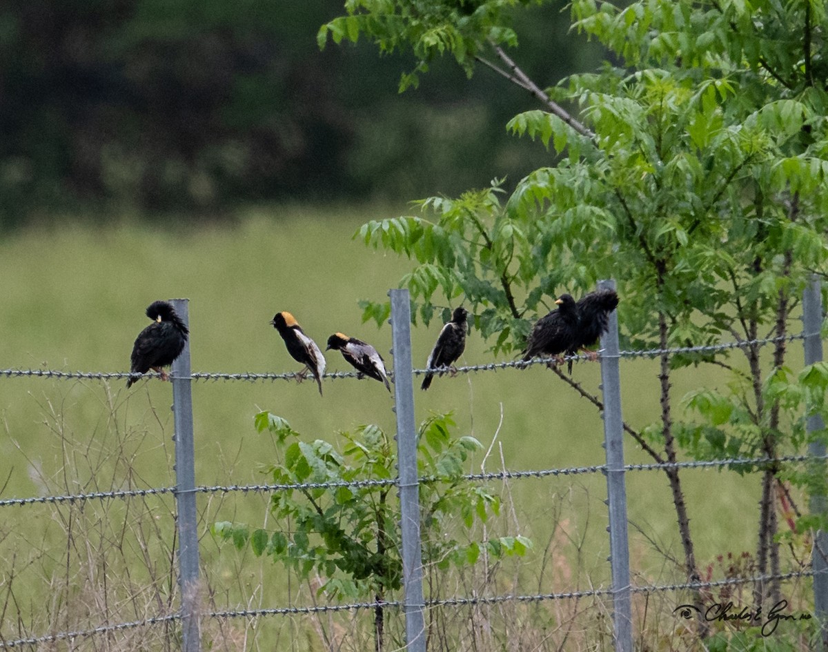 bobolink - ML153677471