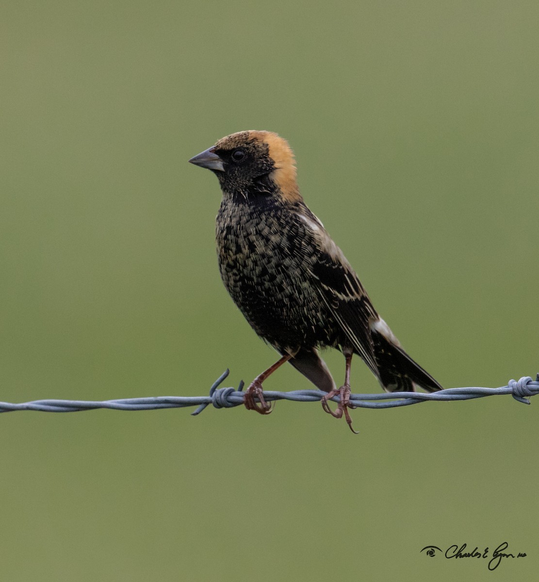 bobolink - ML153677611