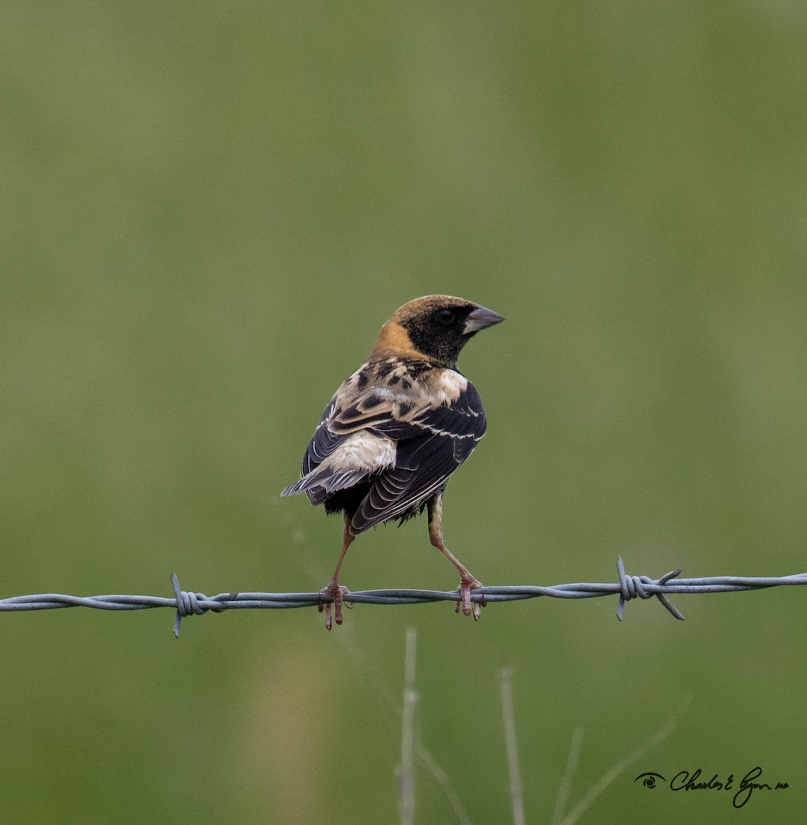 Bobolink - ML153677631