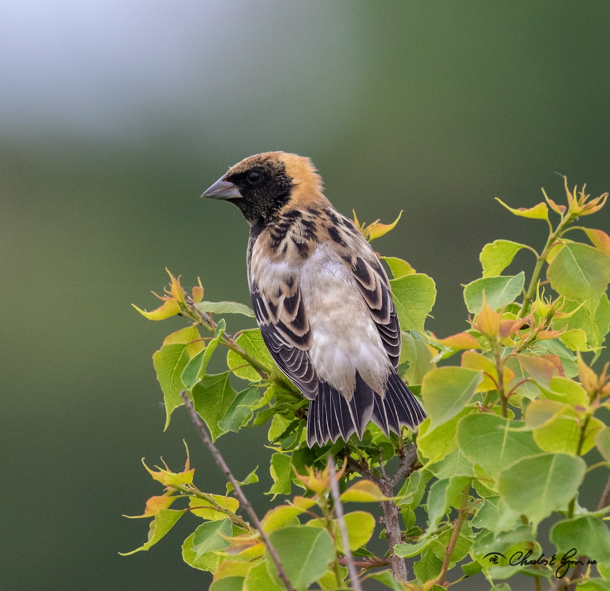 Bobolink - ML153677661